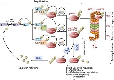 Dysregulation of Ubiquitin-Proteasome System in Neurodegenerative Diseases